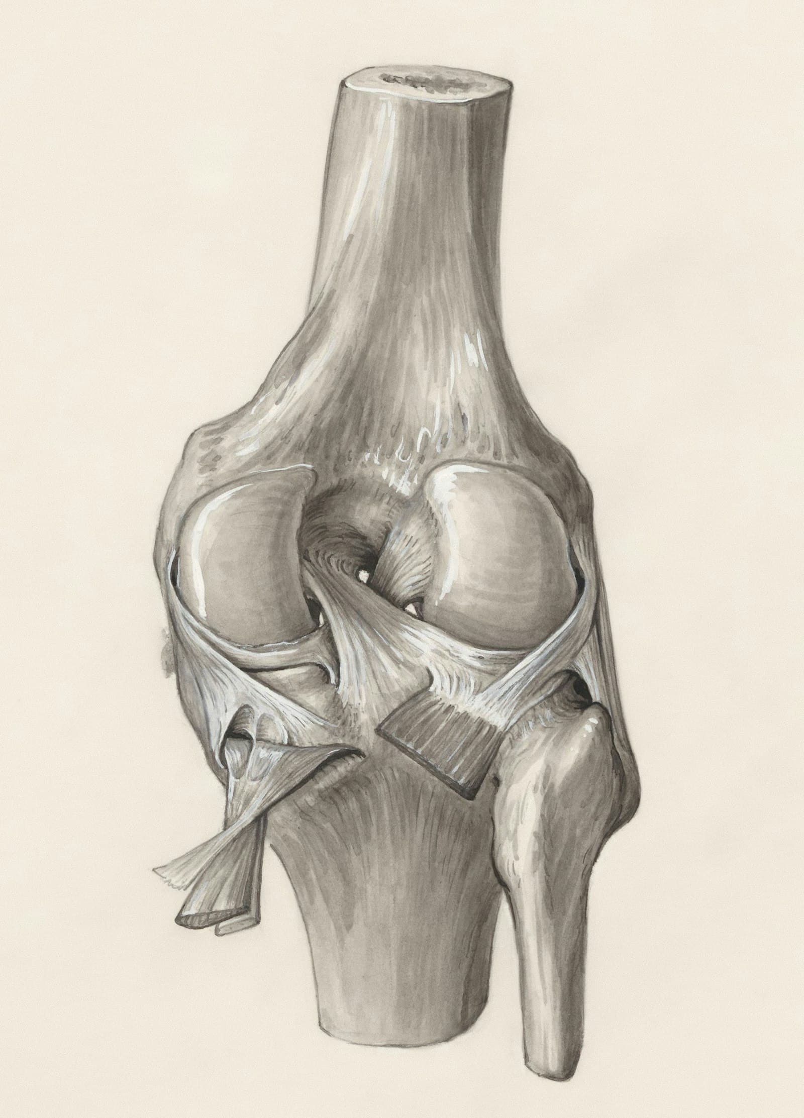 Illustration of knee anatomy