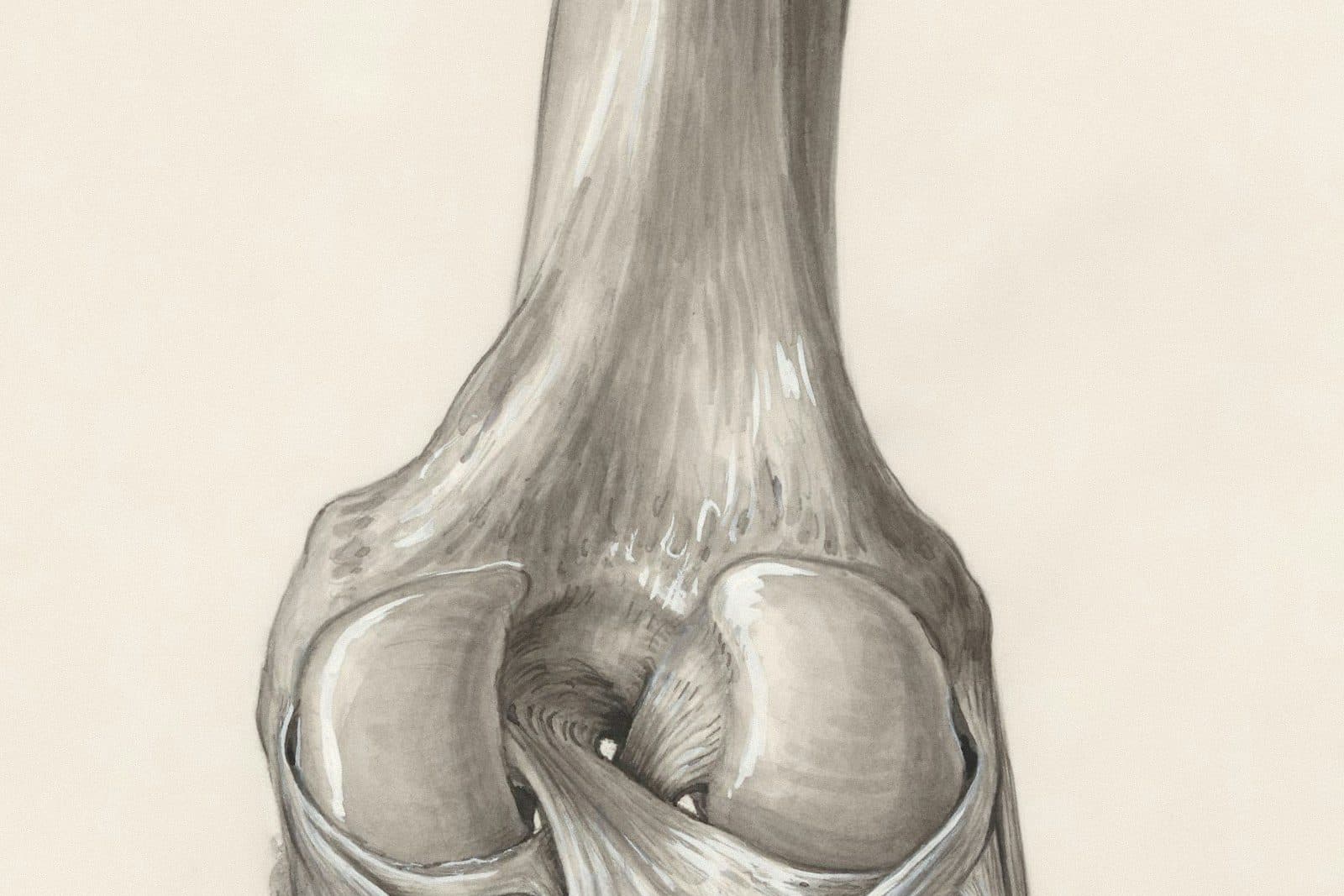 Illustration of a knee joint.