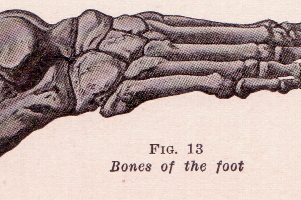 Diagram of the bones of the foot.