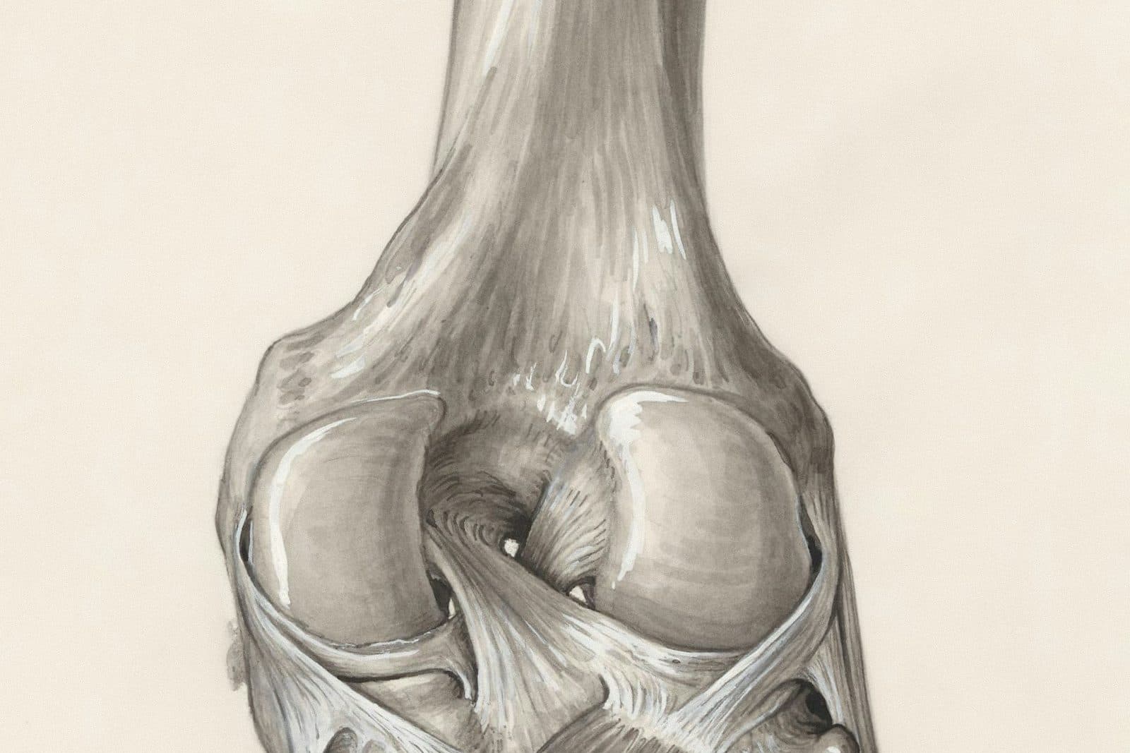 Illustration of a knee joint.
